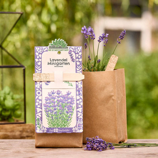 Mini have - lavendel